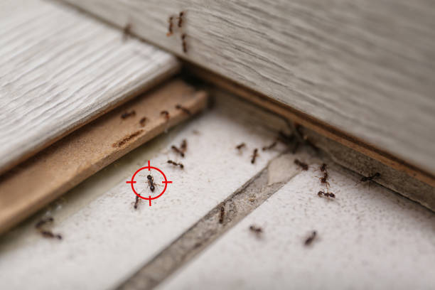 Best Termite Control Services  in Macon, IL