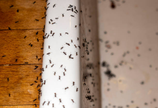 Best Best Pest Control Companies  in Macon, IL